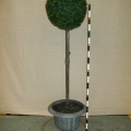 Topiary